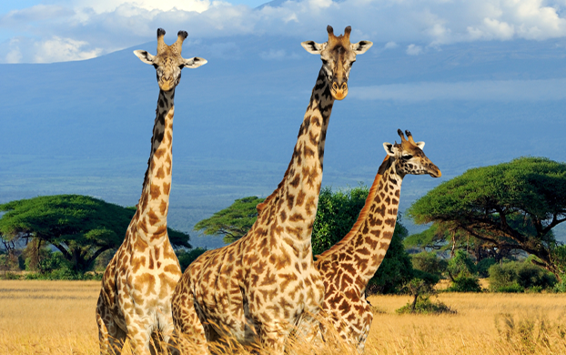 Edition 3295 Puzzle 37394