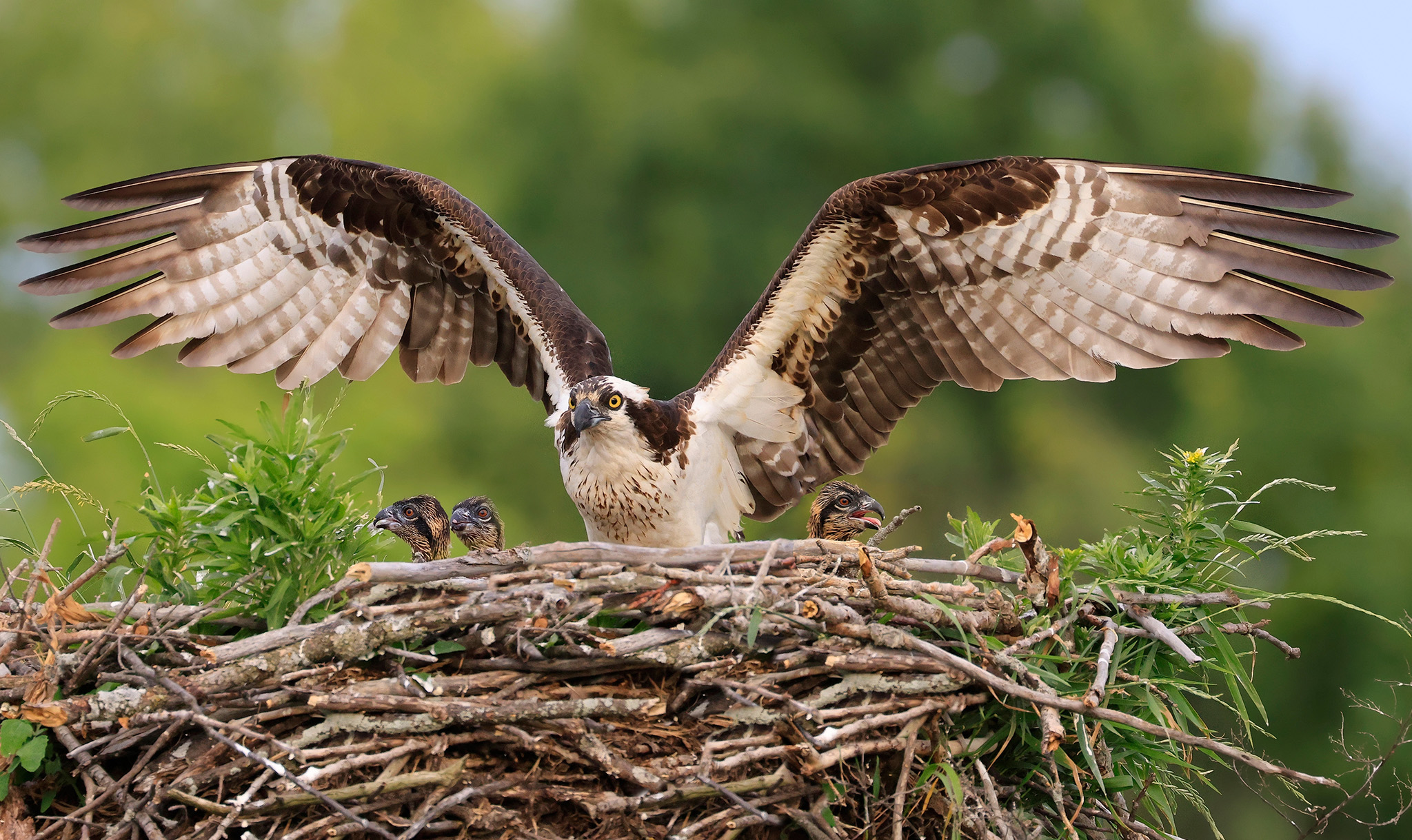 The osprey is Nova Scotia's official bird.
