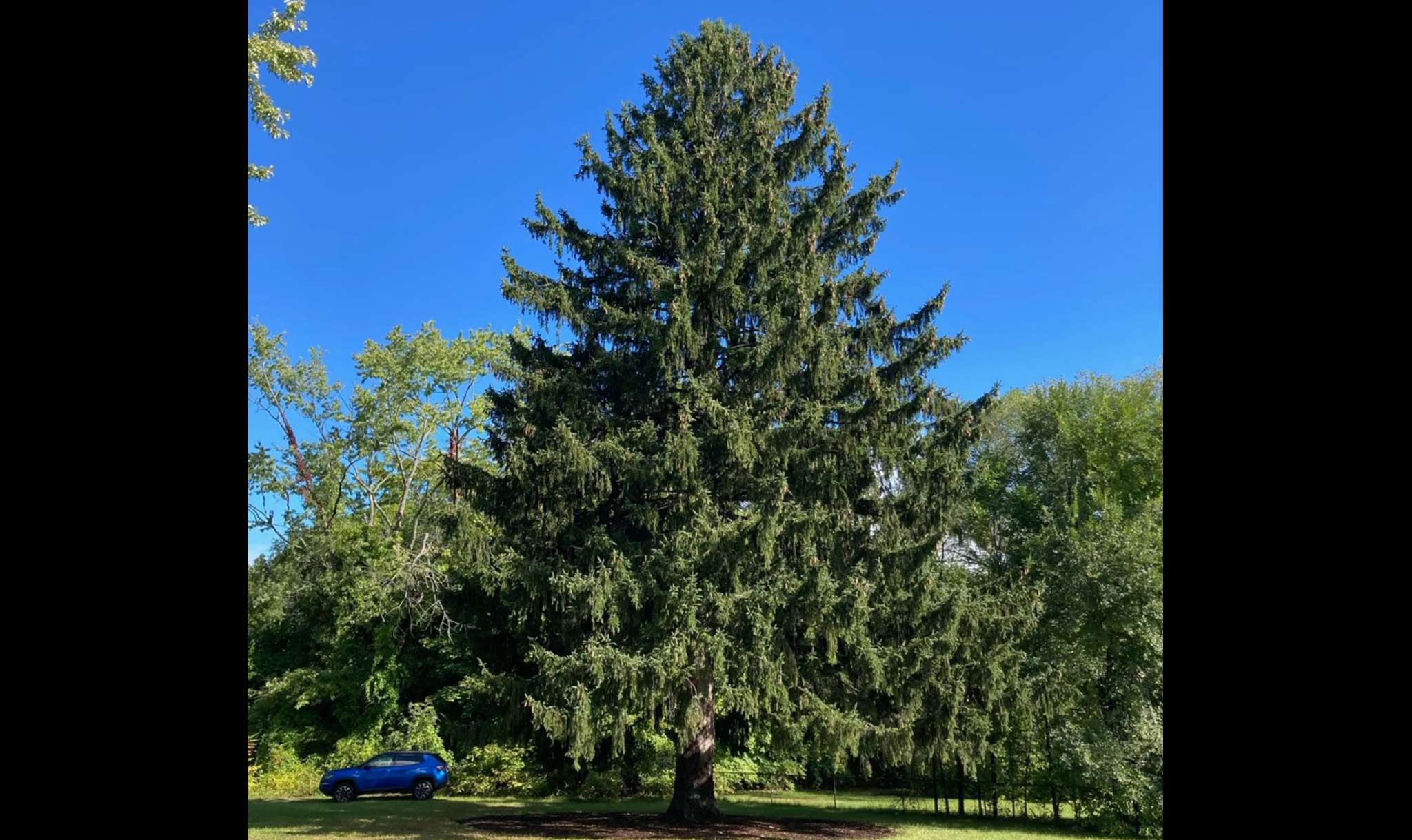 This year’s tree came from Queensbury, New York.