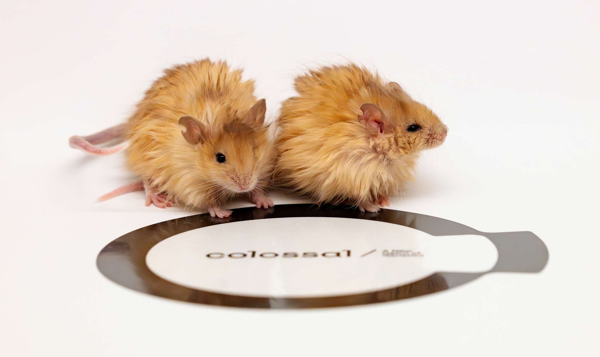 Colossal announced the creation of woolly mice in March.