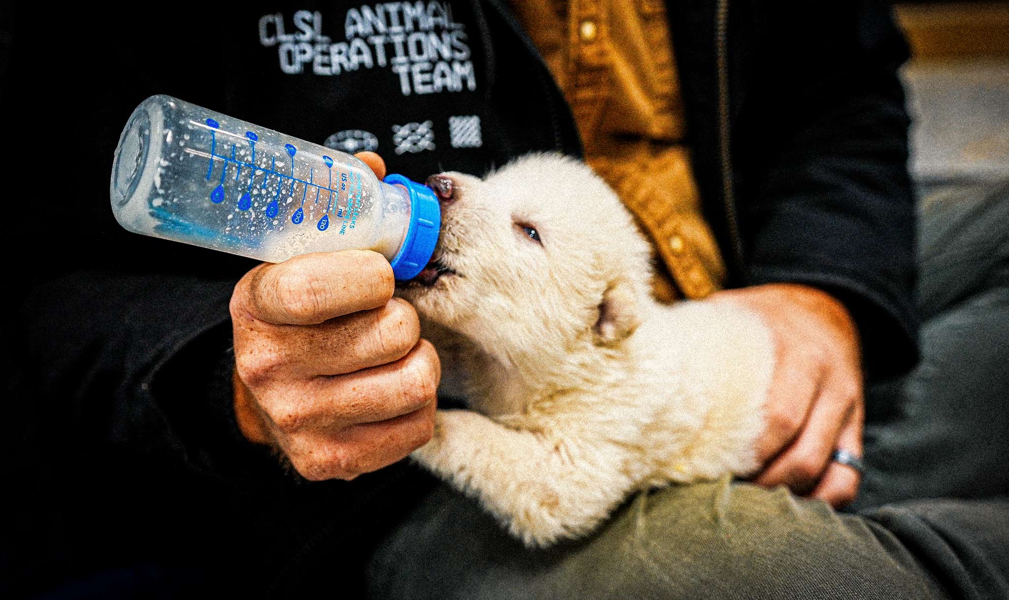 The dire wolf pups were bottle-fed at first.