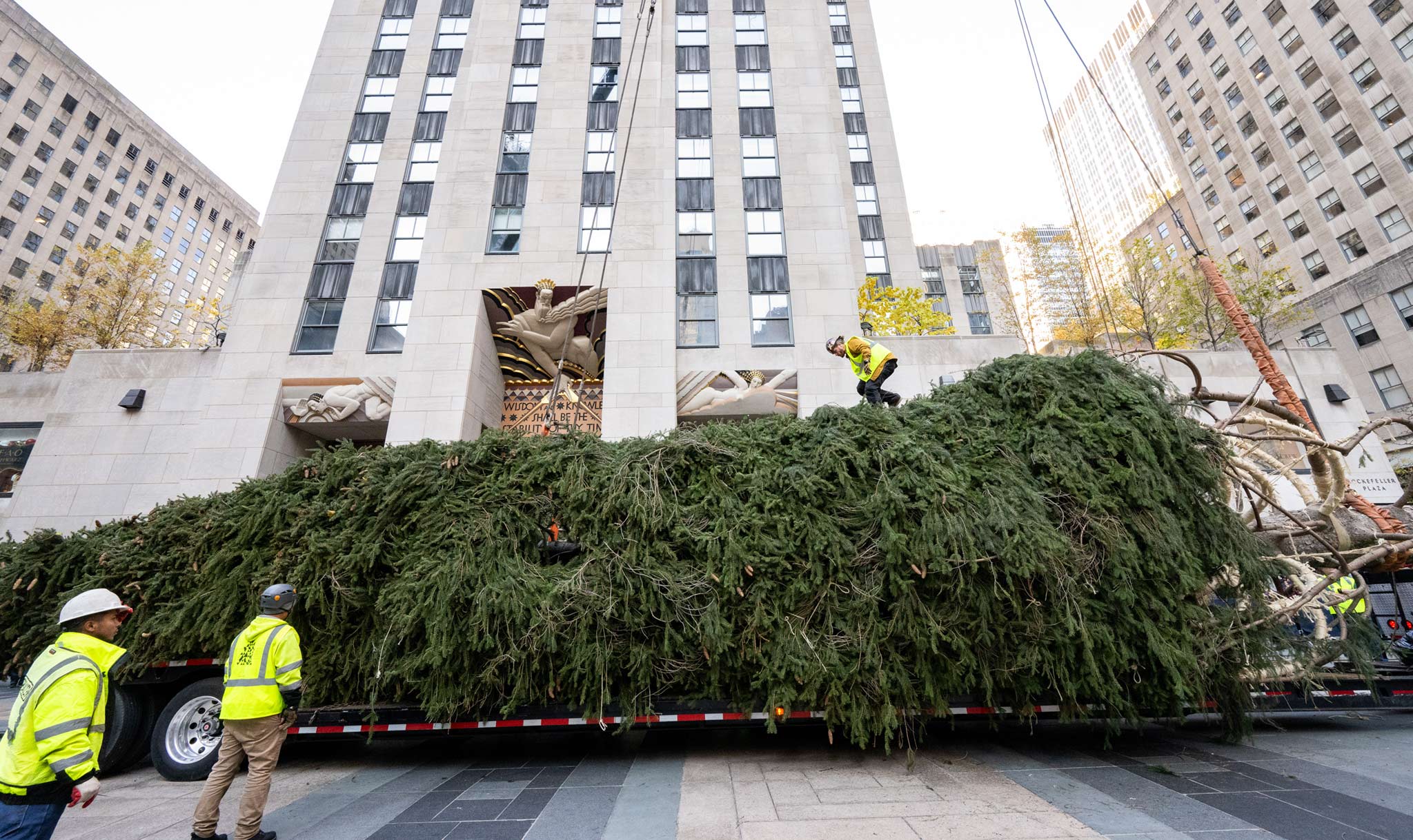 Workers brought this year's tree in.