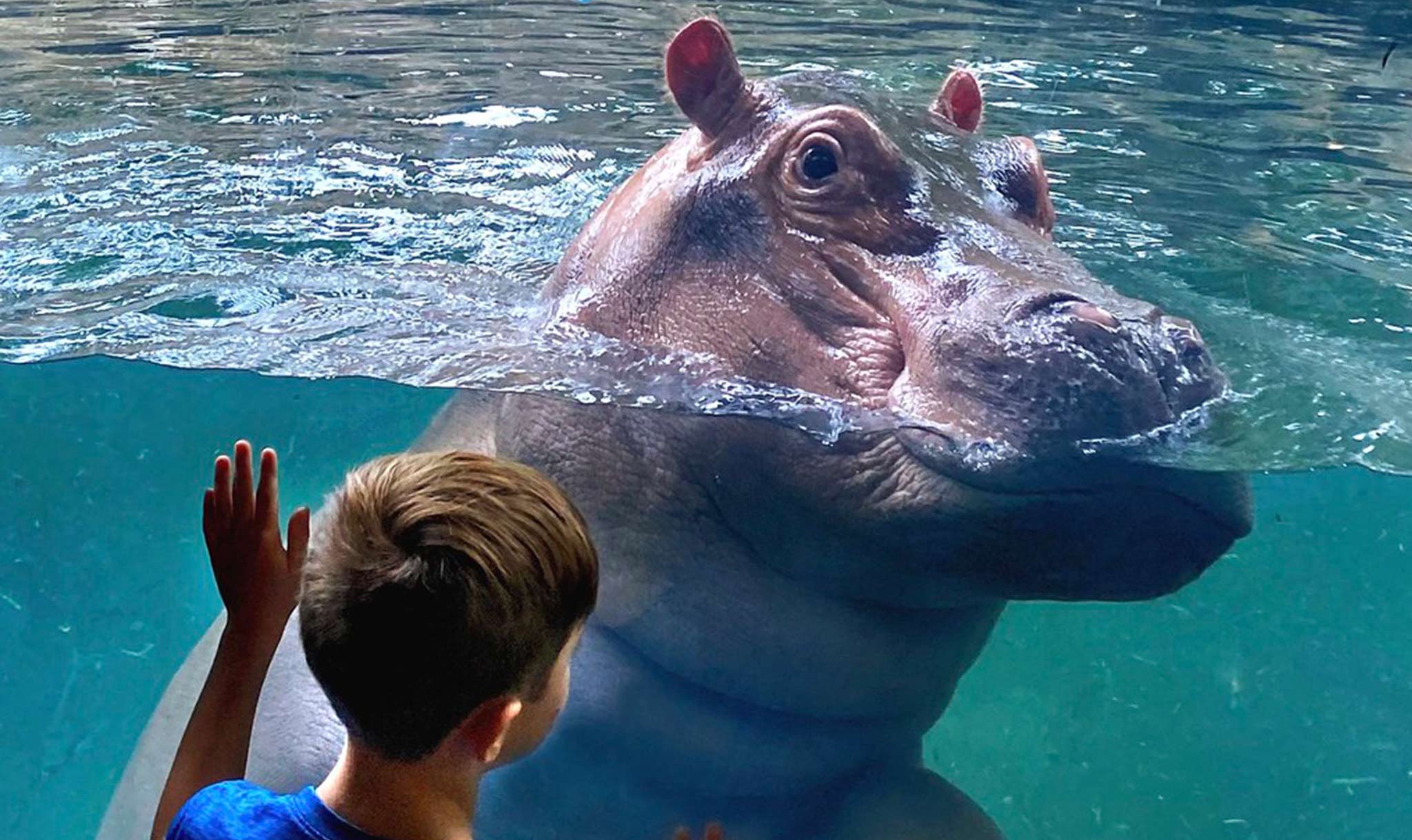 The hippos at the zoo are quite popular!