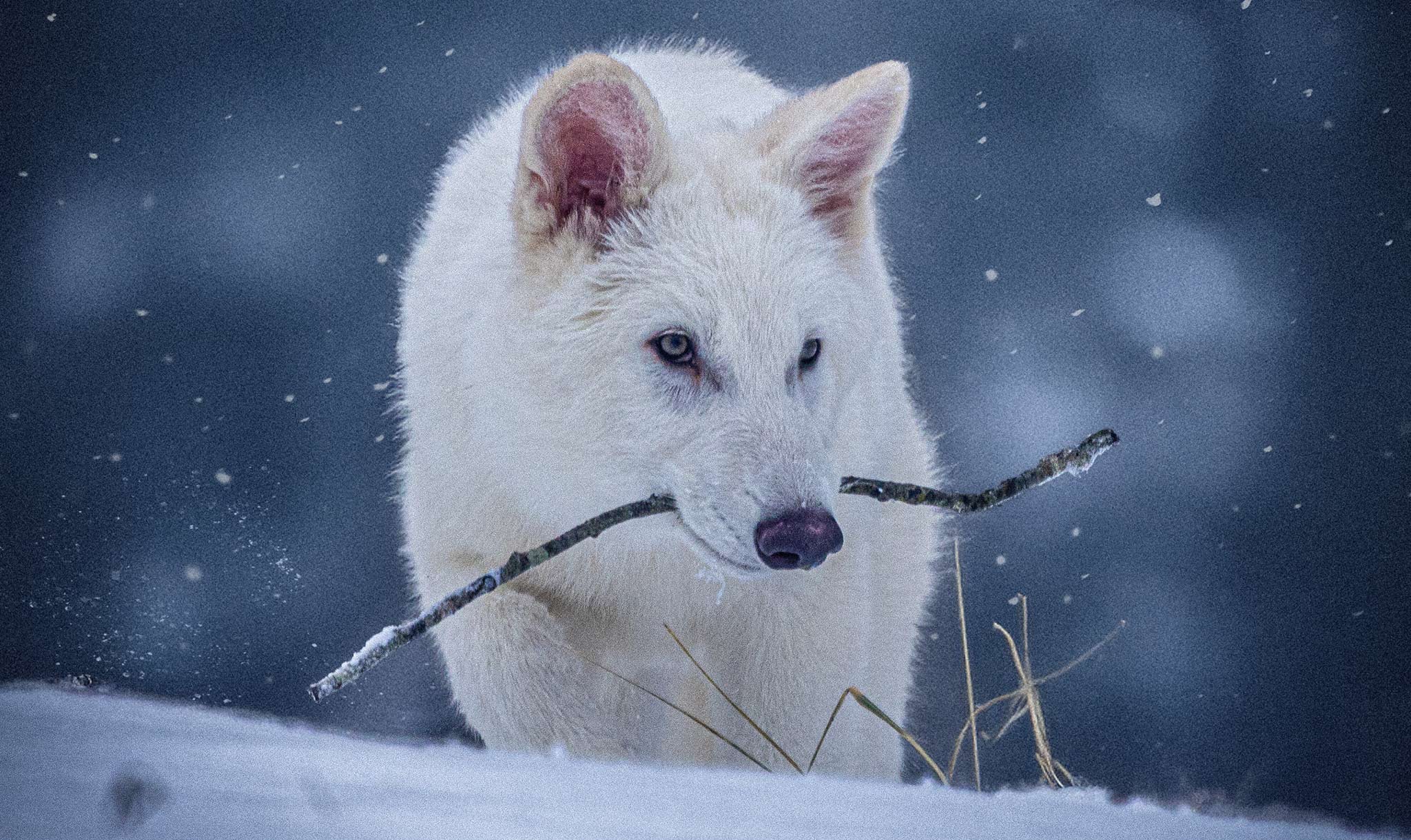 The growing wolves live in a fenced area in the northern United States.
