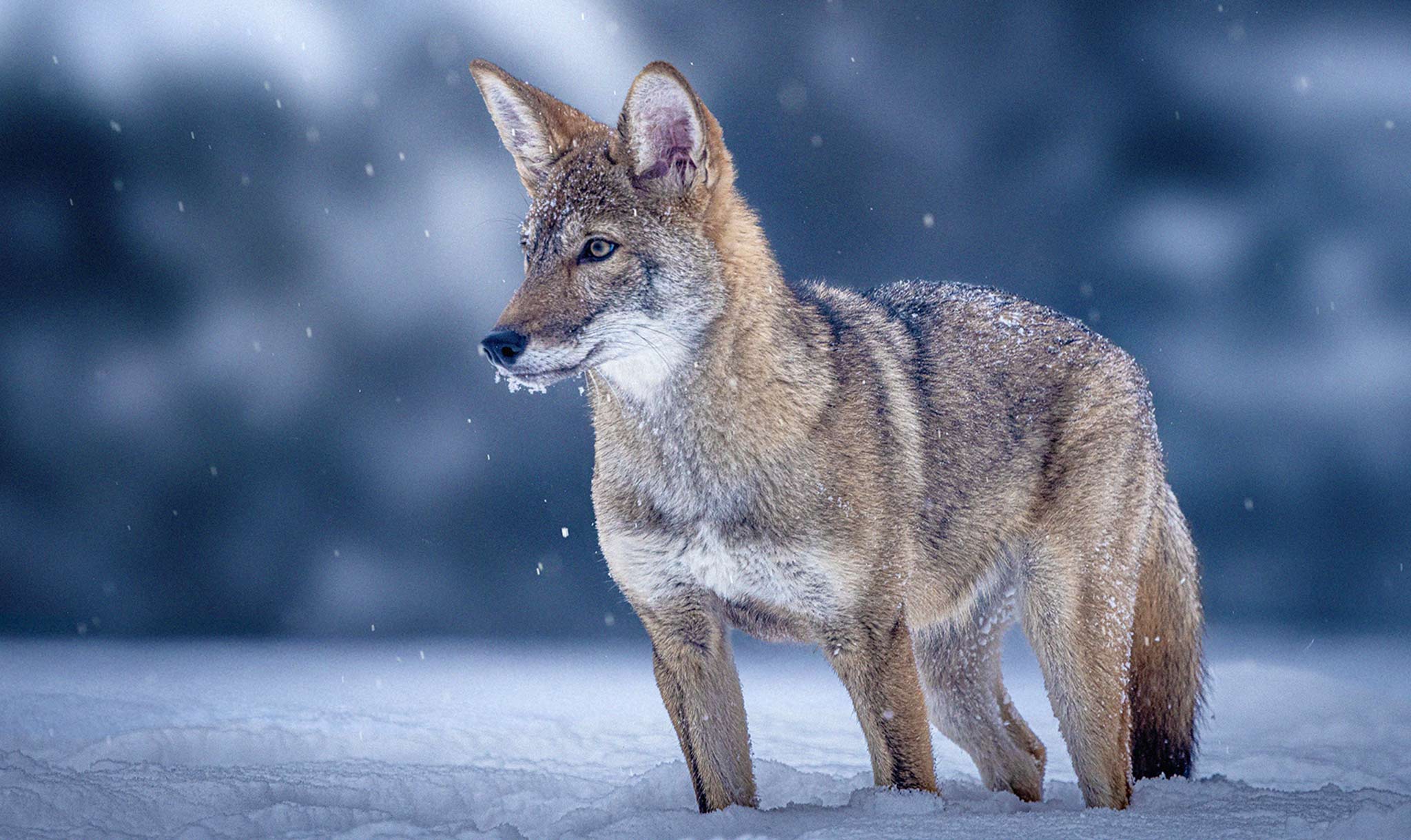 Colossal also produced cloned red wolves.
