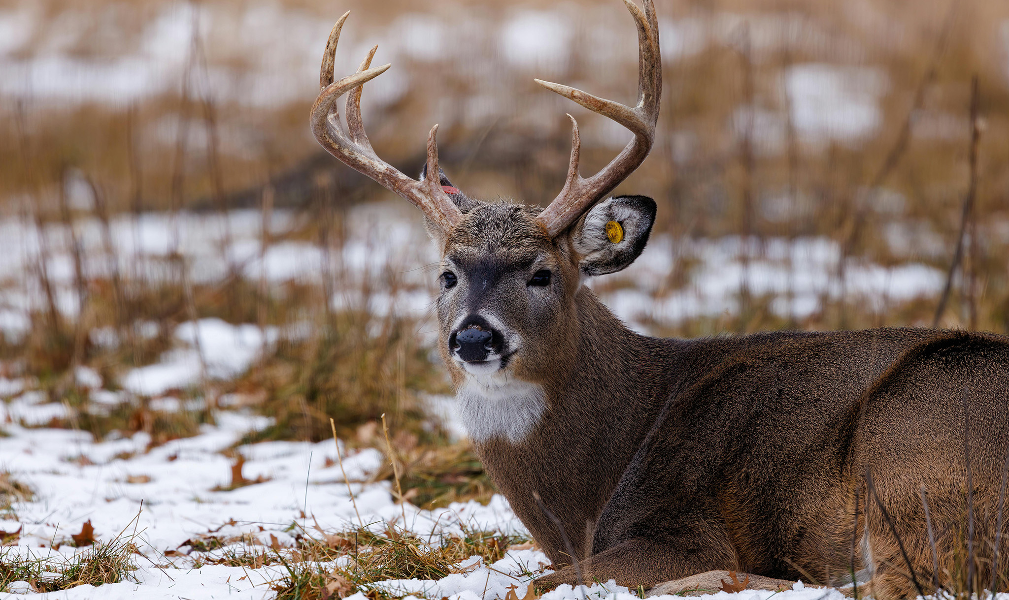 Hope and her staff work with hundreds of species, including white-tailed deer ...