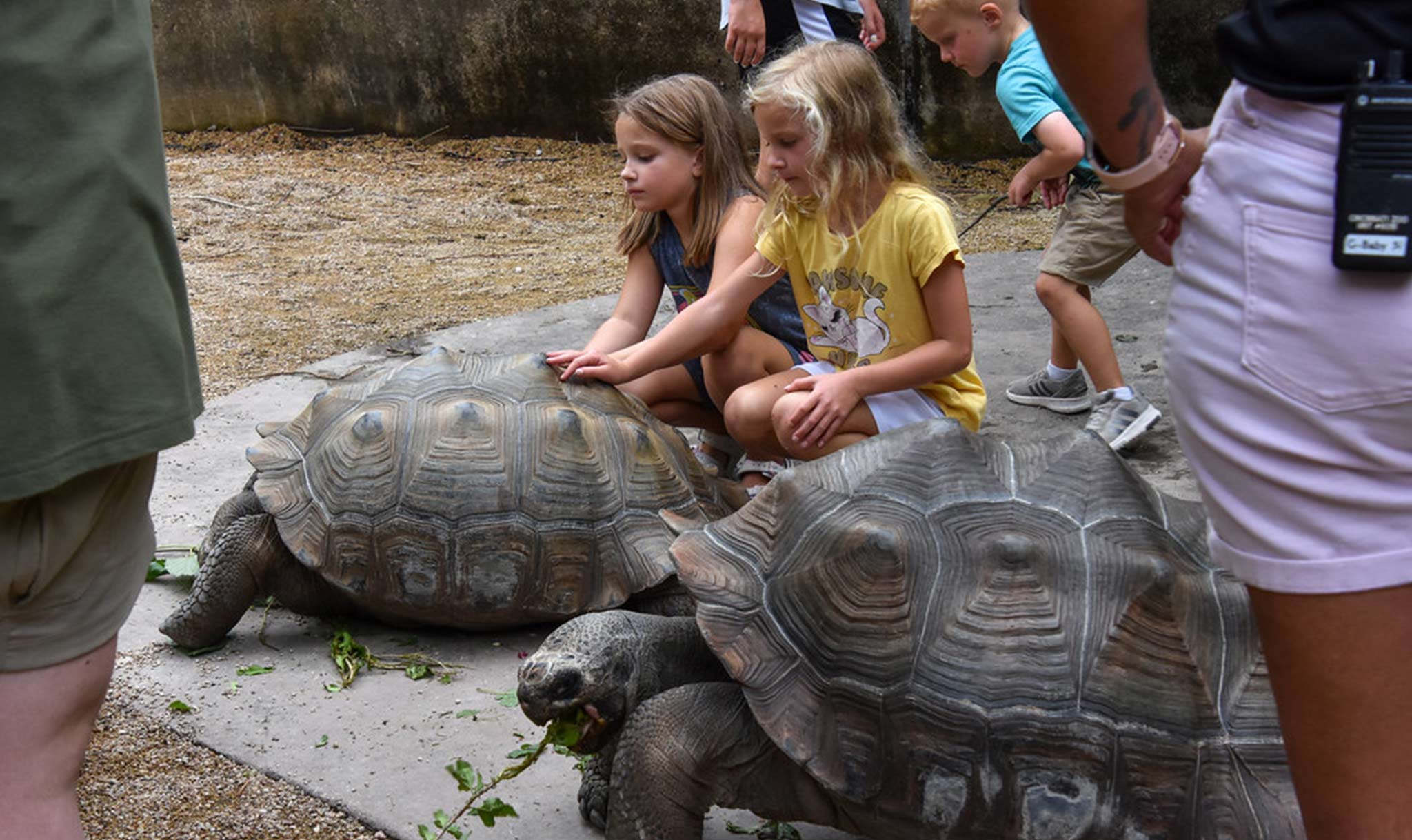 Young visitors can get close to tortoises.