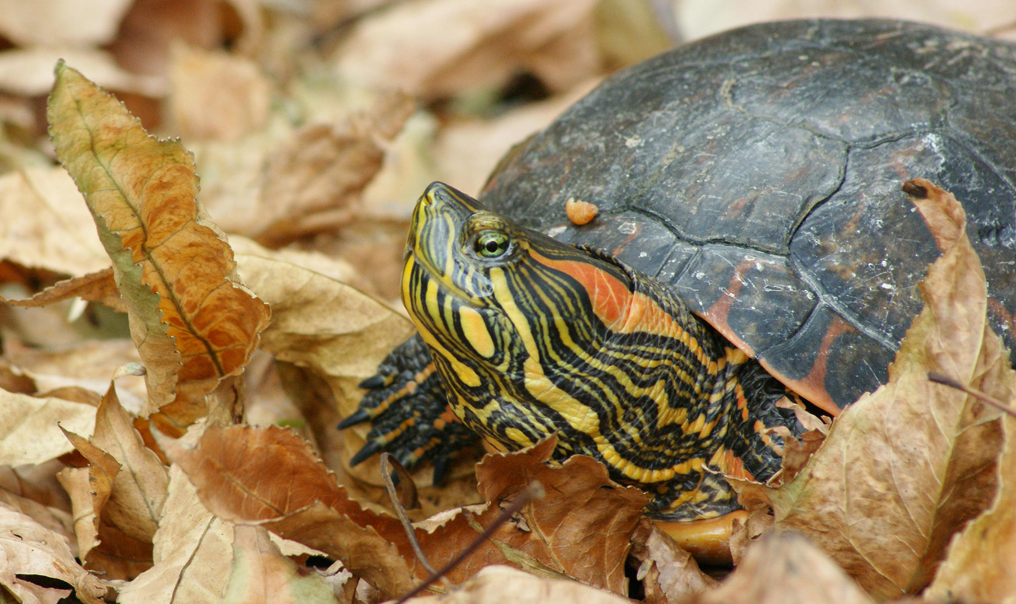... painted turtles ...