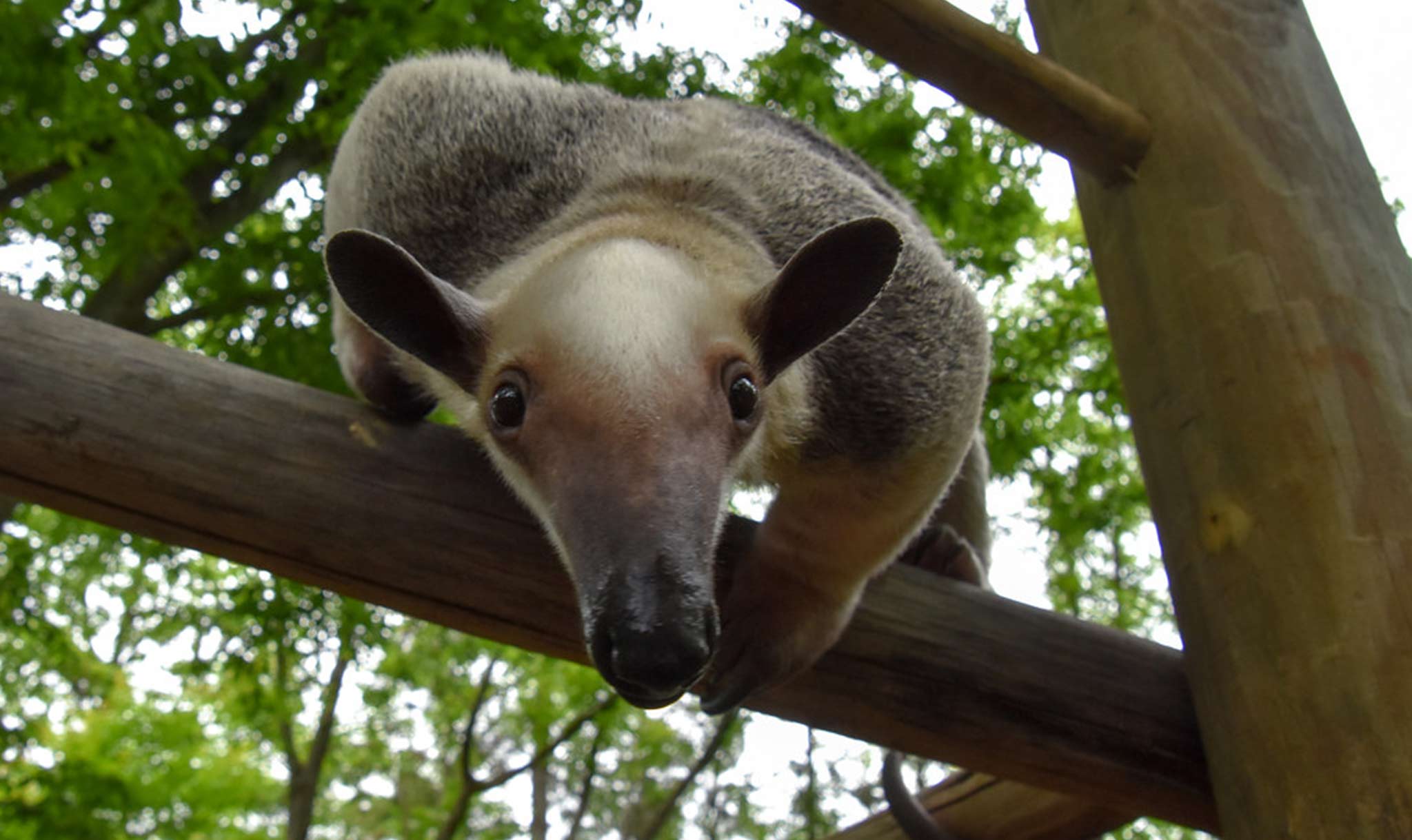 Would you like to see the animals at the Cincinnati Zoo?