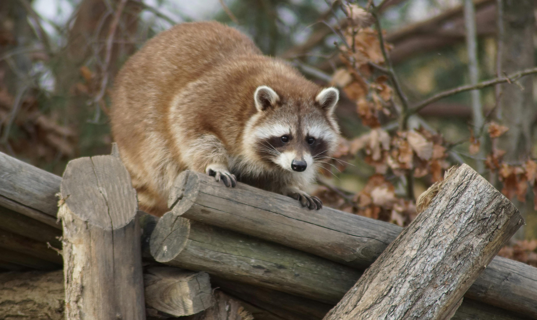 ... even crafty, mischievous raccoons!