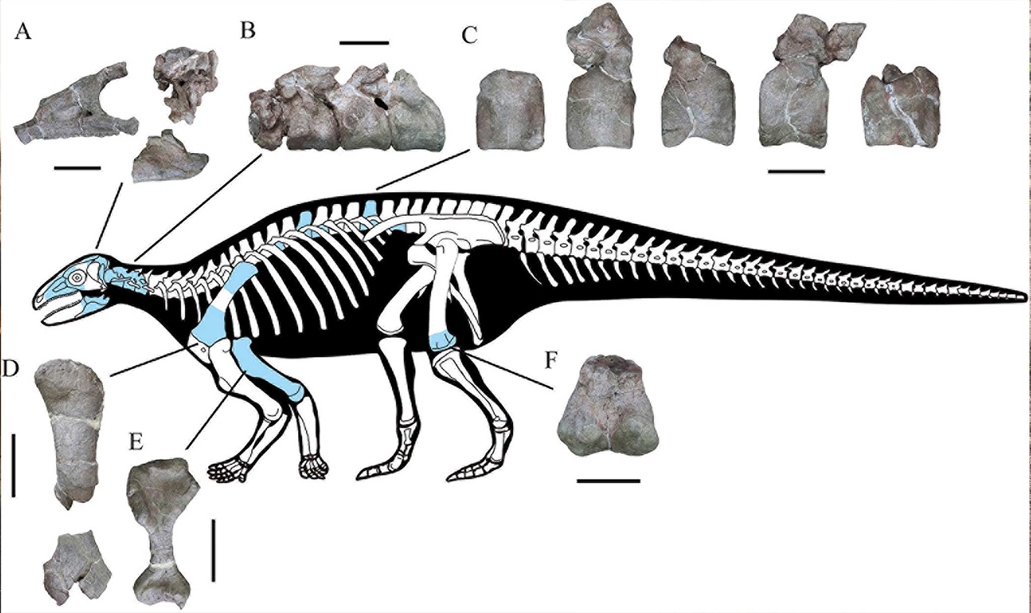 They figured out that the Yuxisaurus is a thyreophoran.