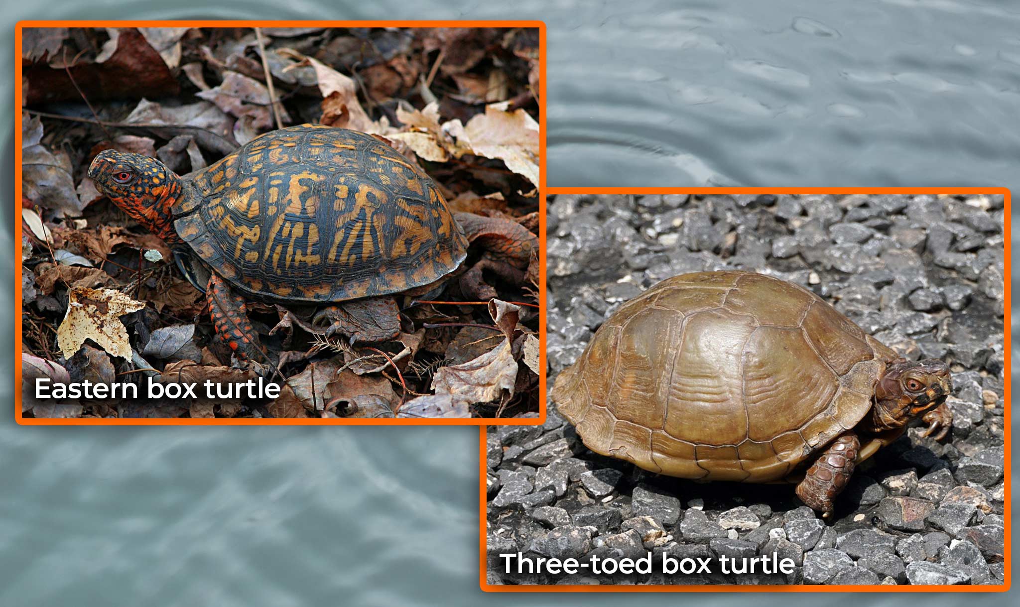 There are different kinds of box turtles.