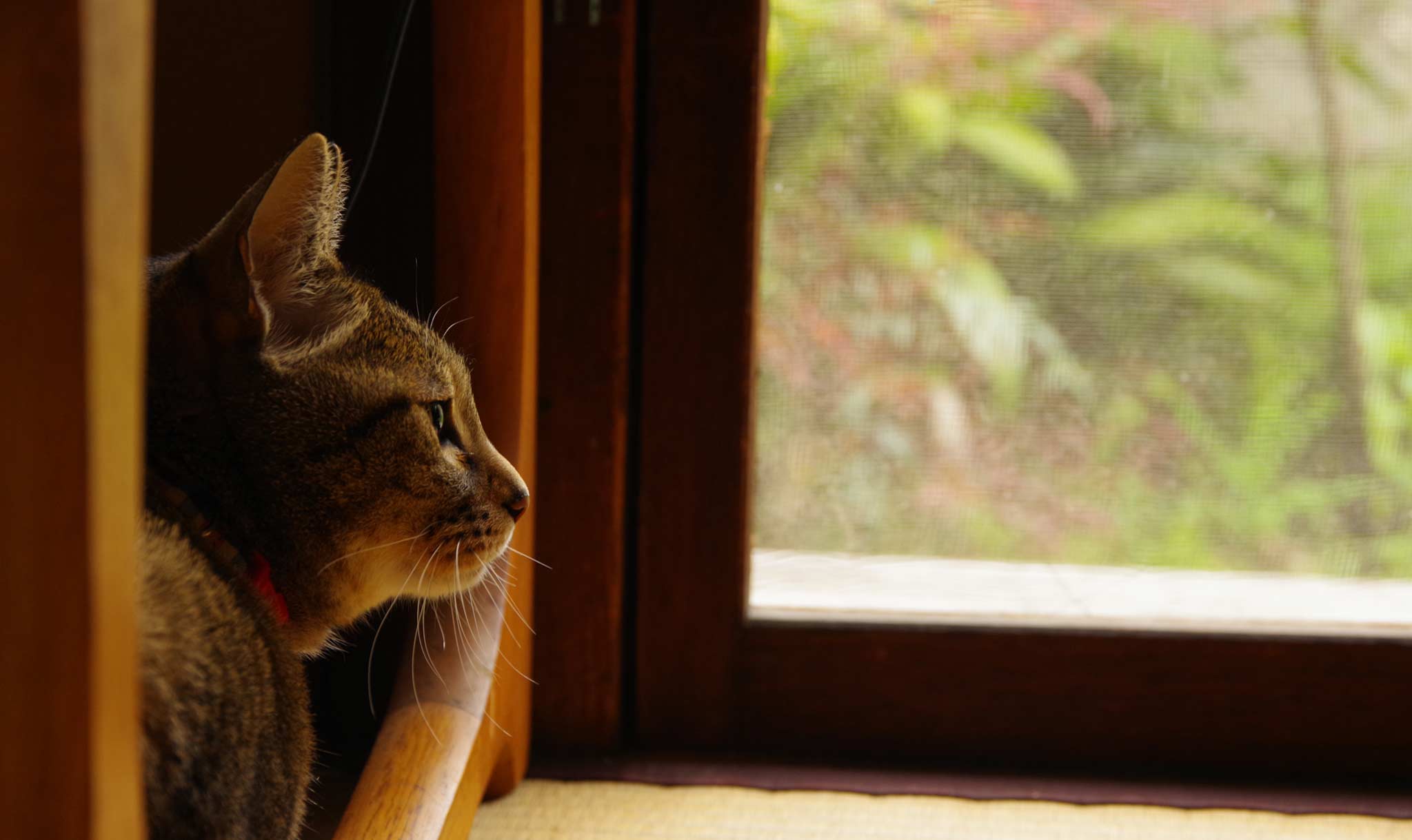Saho Takagi’s kitty taking a moment to listen
