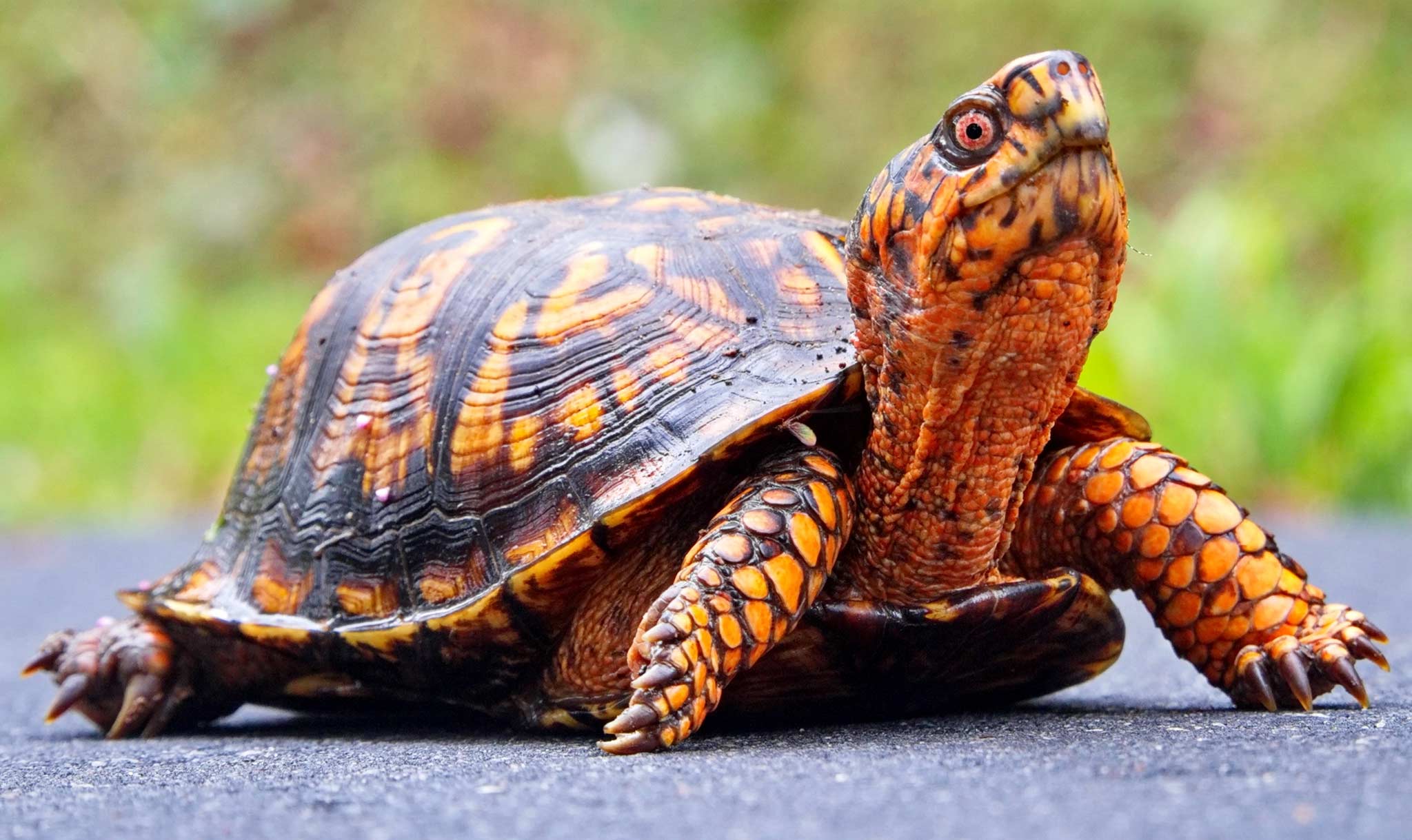 Many have orange or yellow markings.