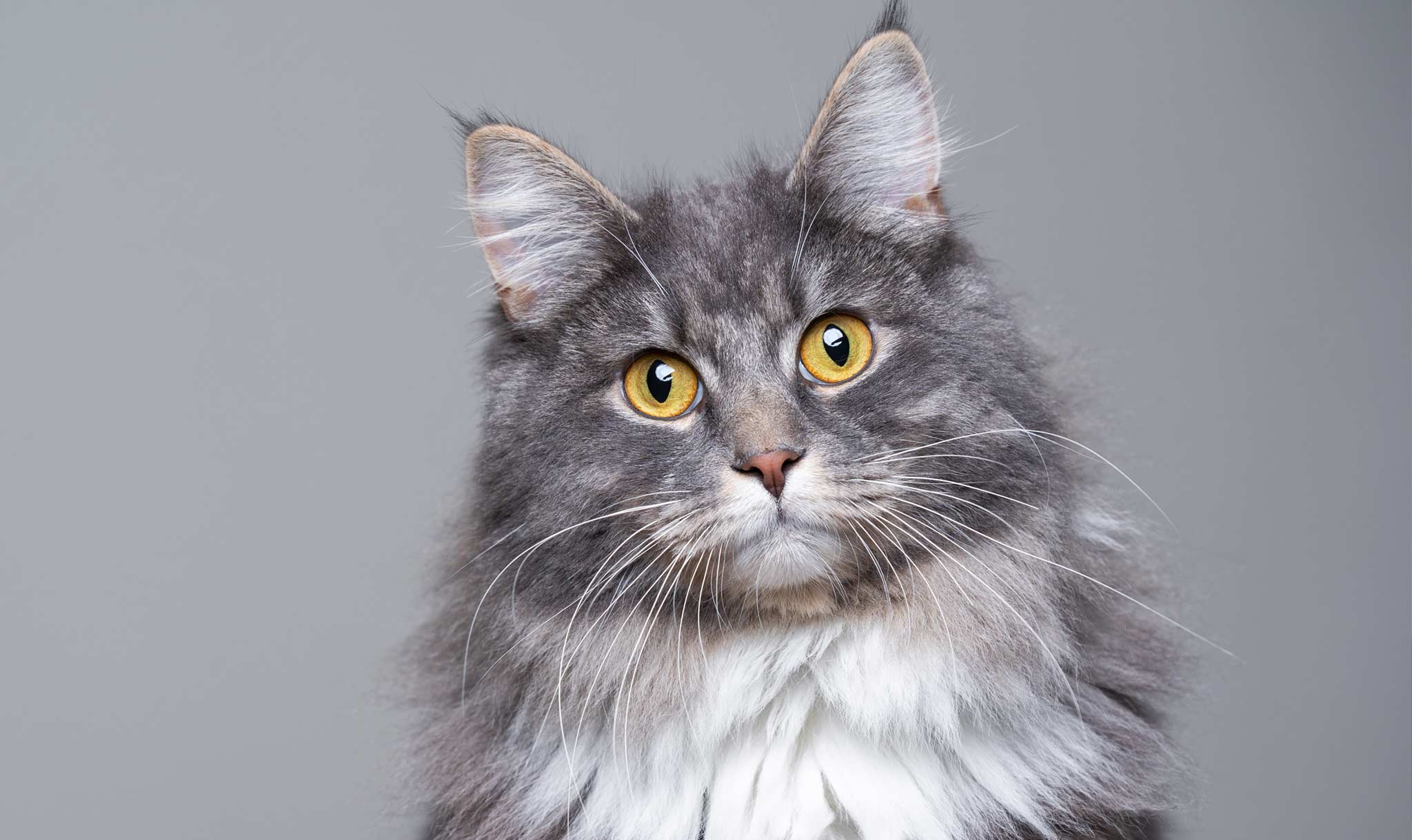 Kitties can tell where you are, based on noises!