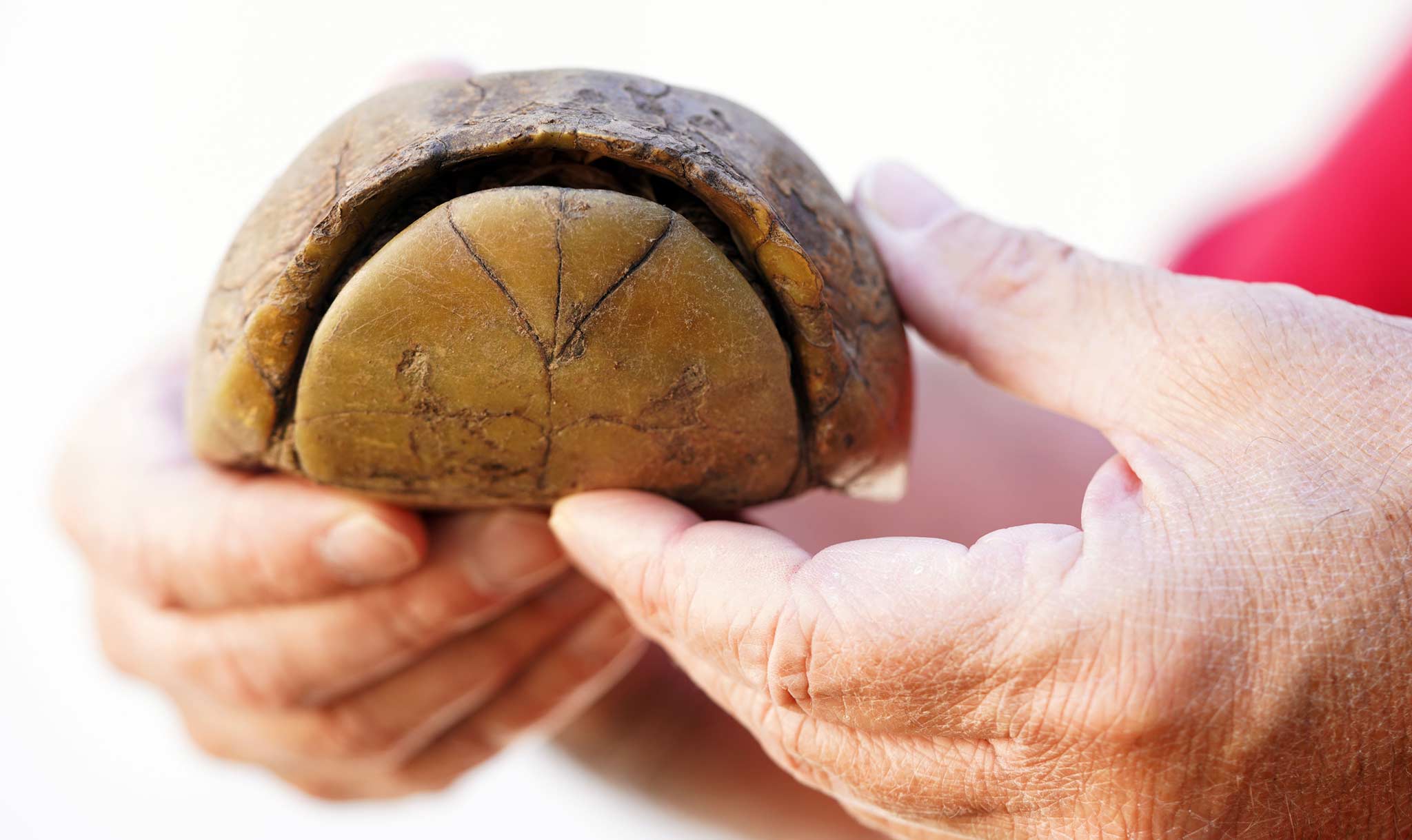 Box turtles close up their shells for protection.
