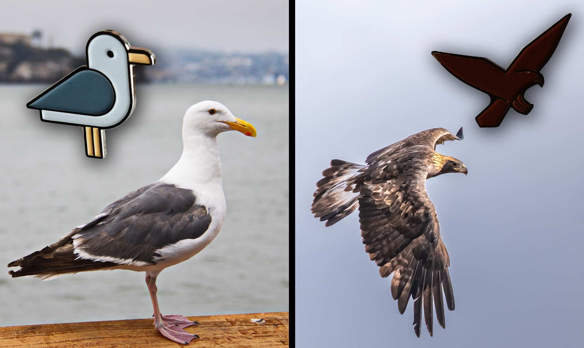 There are pins for the state bird and the state bird of prey.