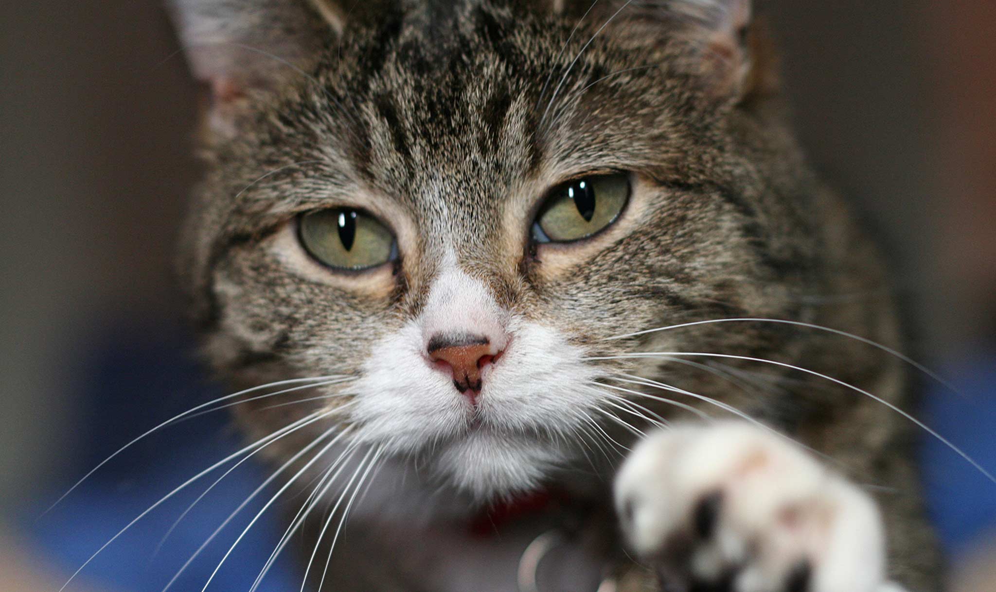 Meow!