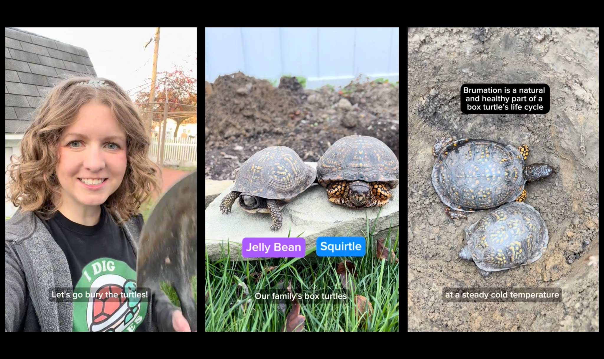 A TikTok video showed an owner burying her turtles.