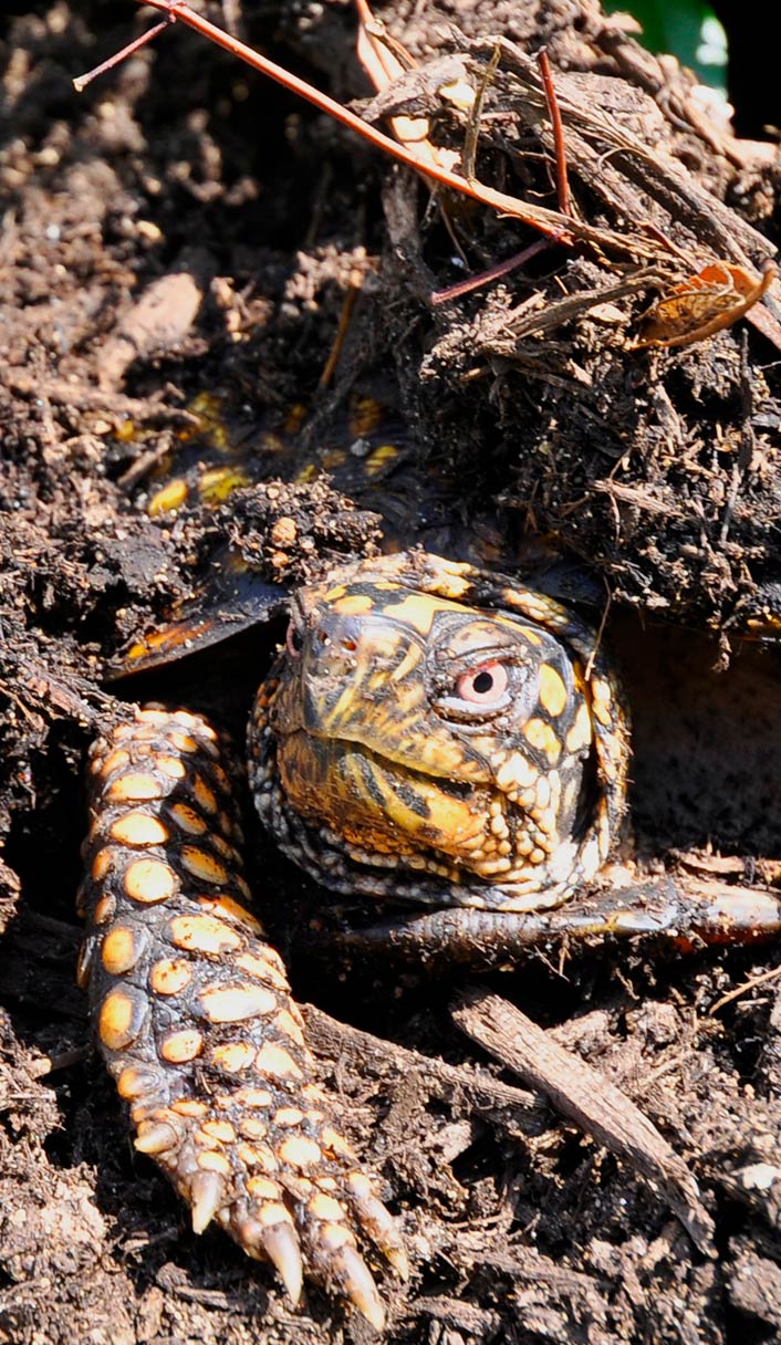 An eastern box turtle peeks out from a burrow.