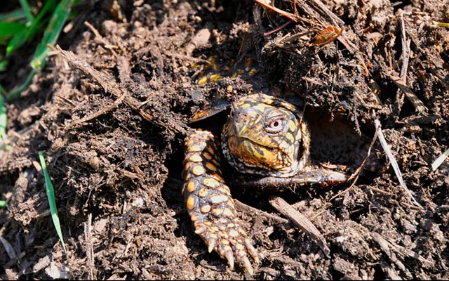 An eastern box turtle peeks out from a burrow.