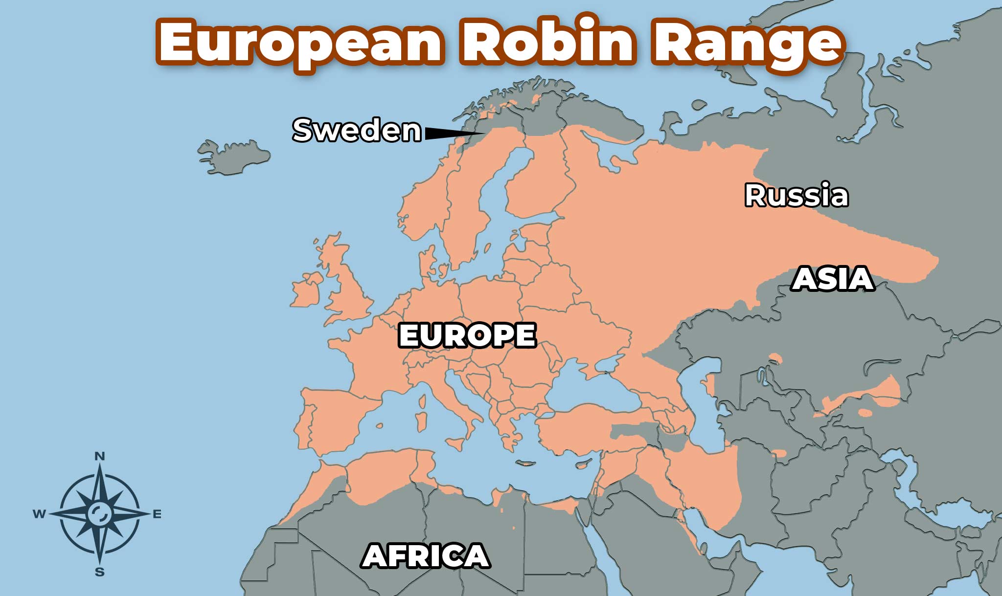 European robins live across Europe, Asia, and Africa.