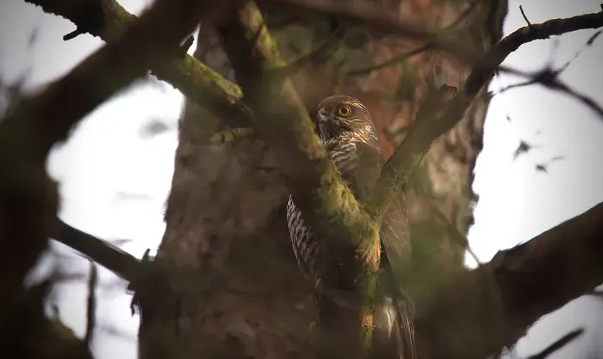 Experts studied how the birds reacted to sparrowhawk calls.