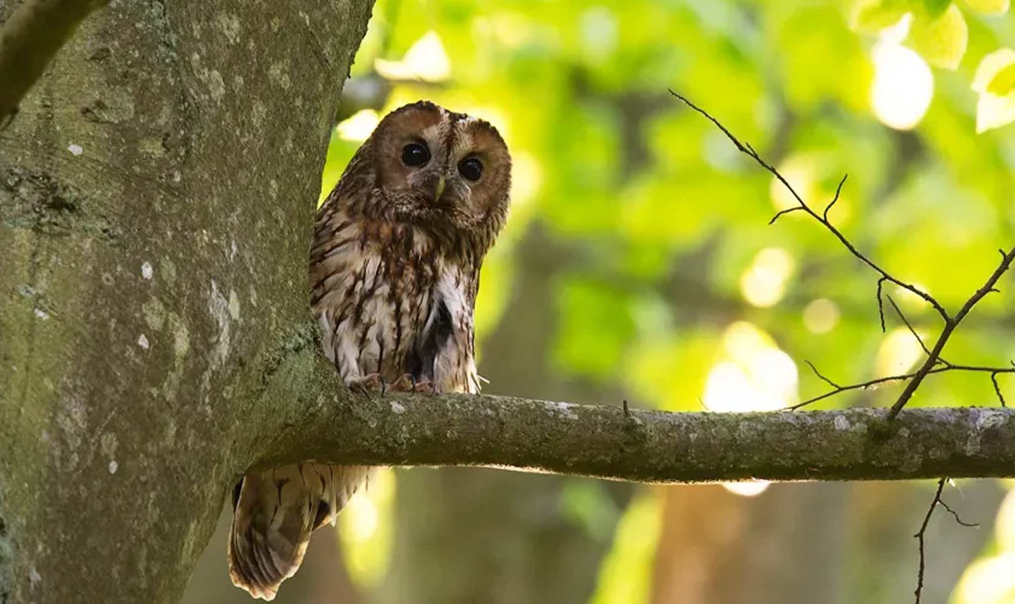 And they tested how the birds reacted to tawny owl calls.