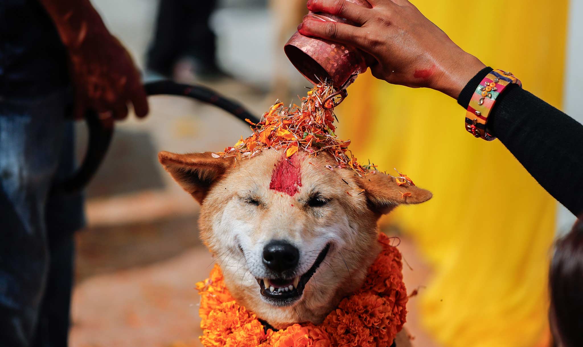 Dogs got colorful for the event!