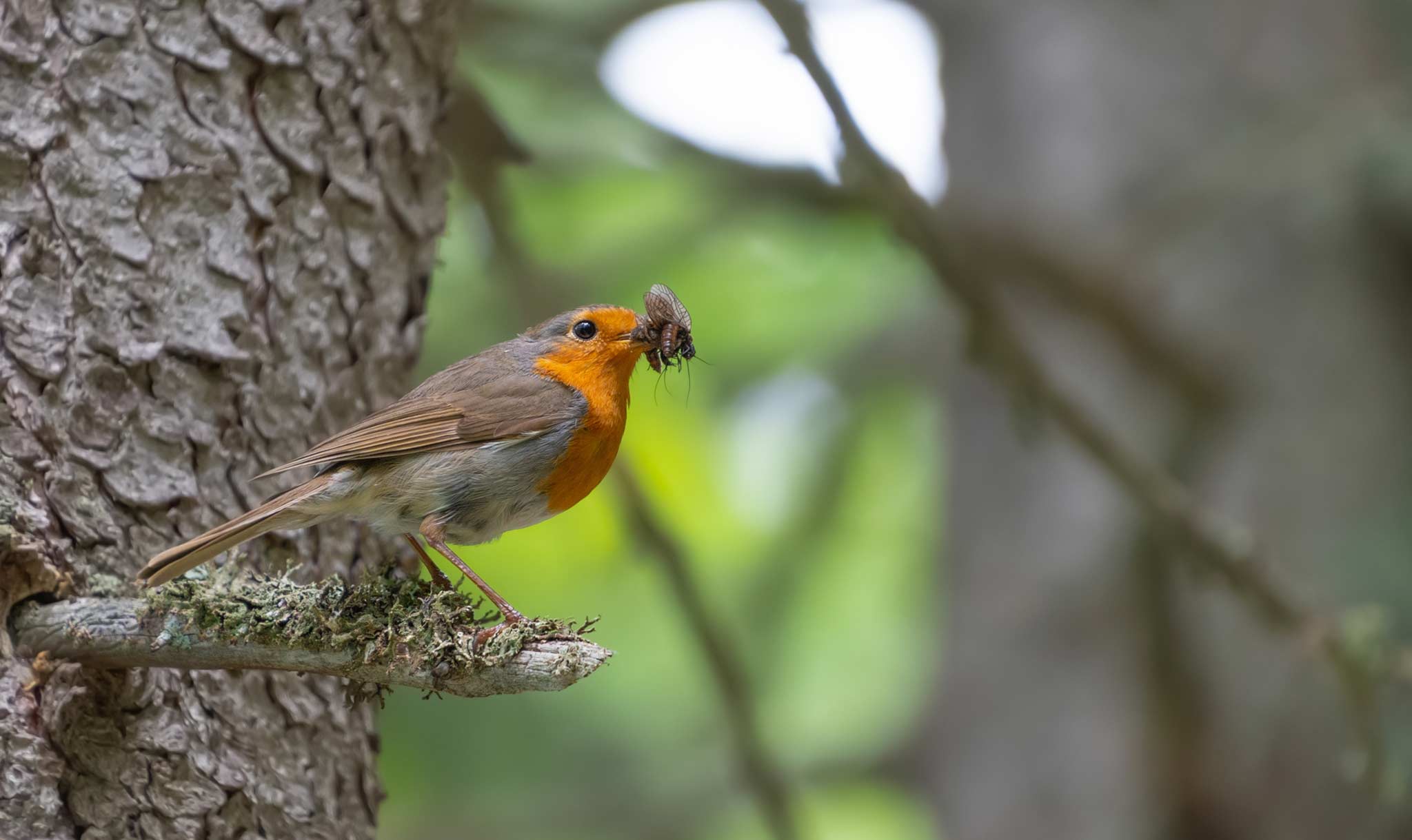 The tawny owl calls affected how the robins ate.