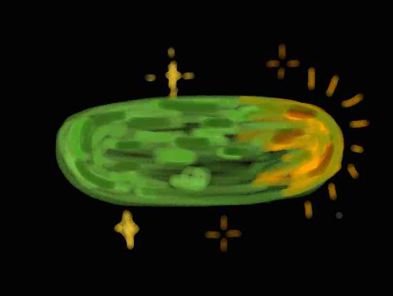 Drawing from User