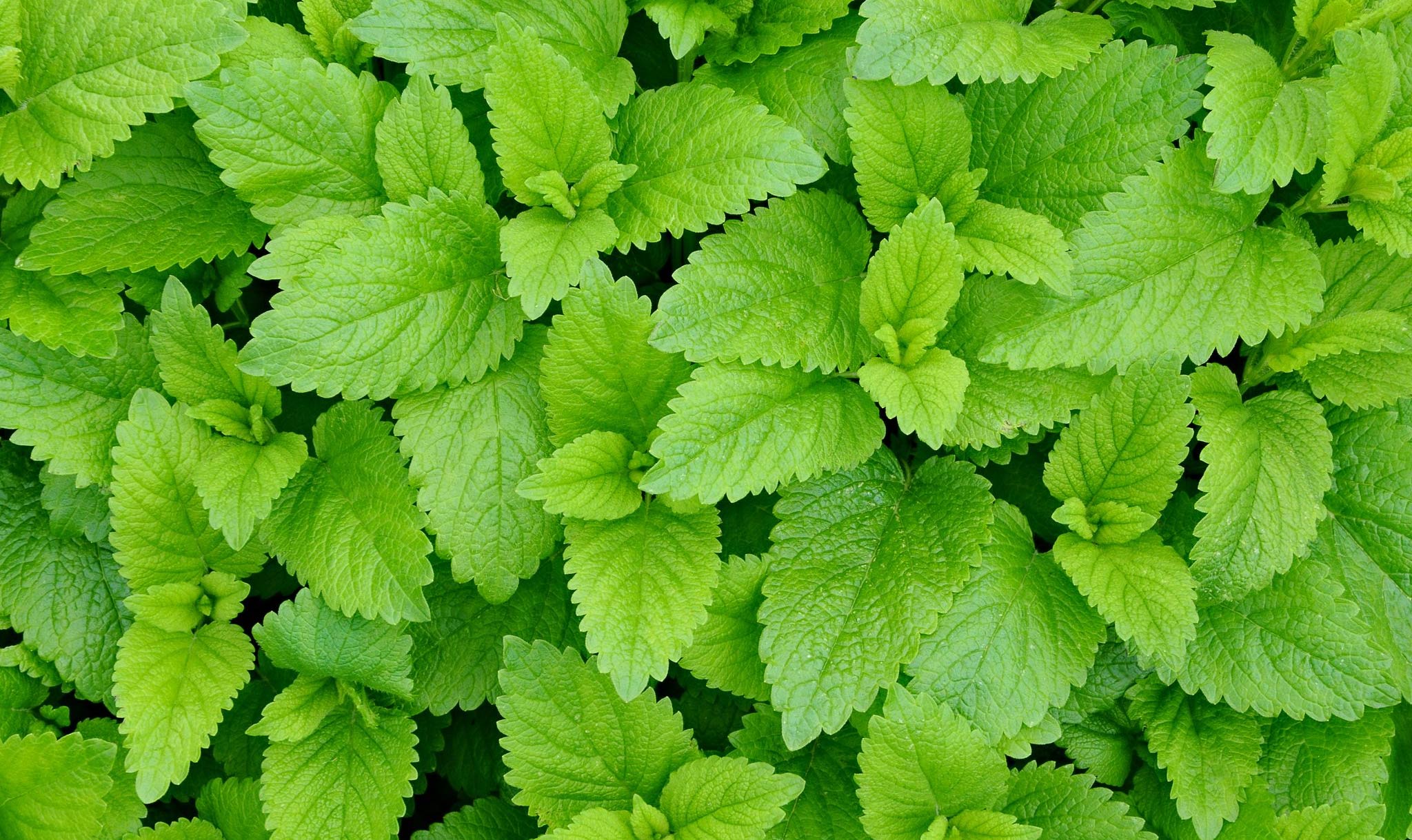 Chlorophyll is the green pigment in leaves.