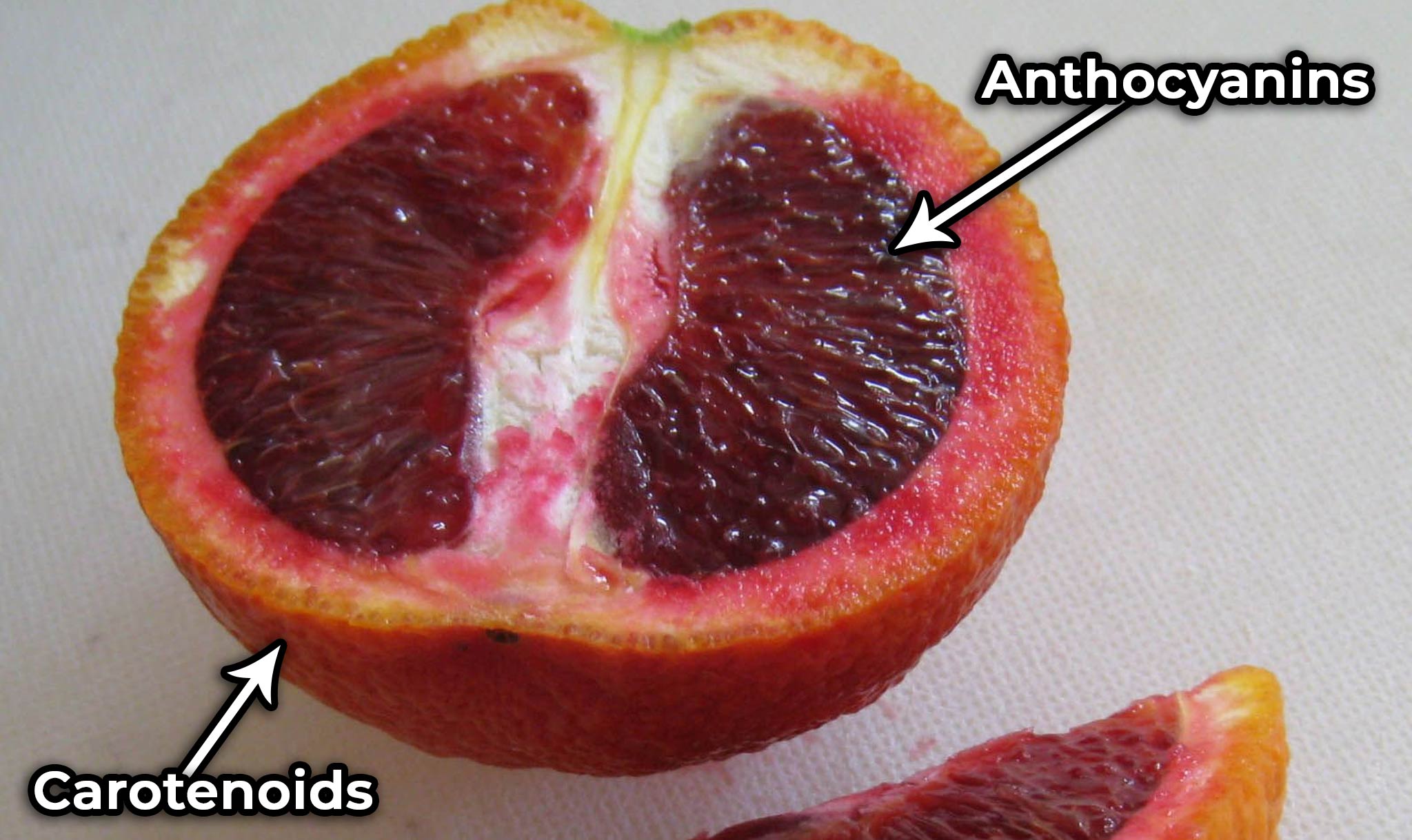 This blood orange shows off its colorful pigments!