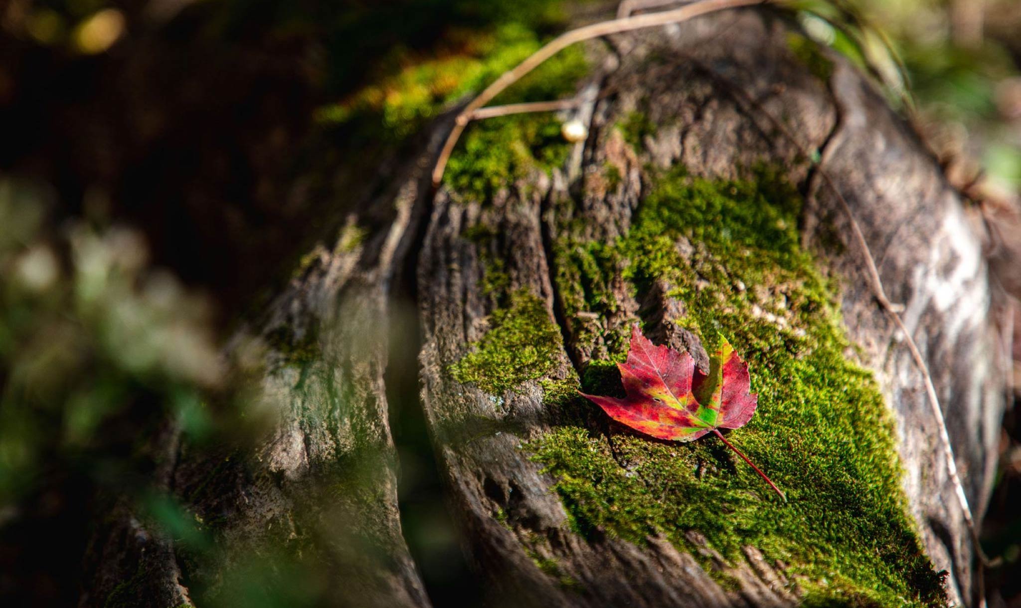 How many different colors do you see in this fall leaf?