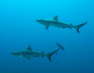 Palmyra Atoll, United States